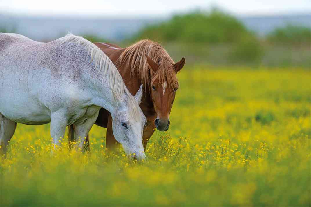 Foto: Zwei Pferde in einer Wiese